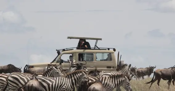 A Safari Adventure for Two: Experiencing Wildlife on Your Tanzania Honeymoon