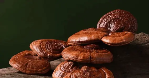 Revealing the Soothing Effects of Reishi Mushroom Gummies for Better Sleep
